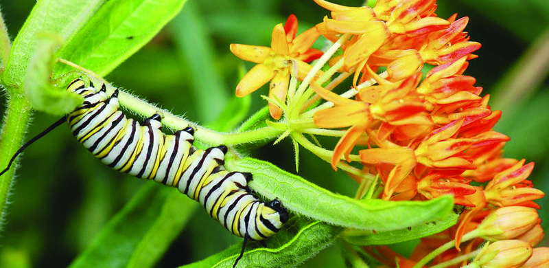 		                                		                                <span class="slider_title">
		                                    Monarch caterpillars only eat the various species of milkweed (Asclepias). Photo by Marshal Hedin, via Wikimedia Commons		                                </span>
		                                		                                
		                                		                            		                            		                            