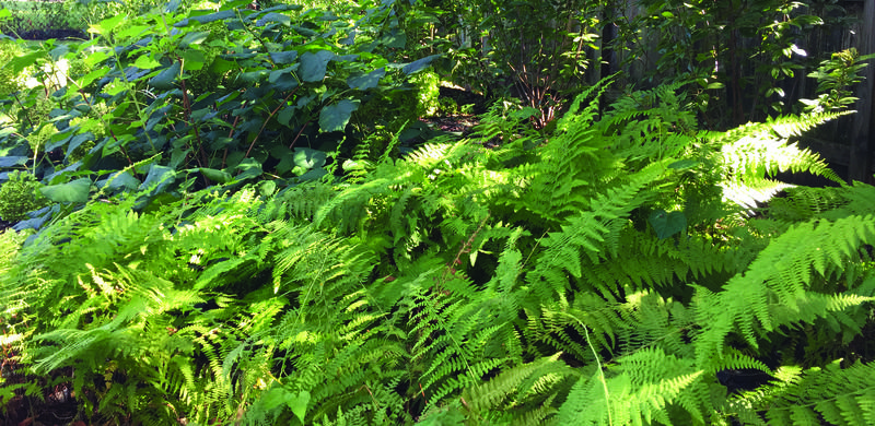 		                                		                                <span class="slider_title">
		                                    Native ferns thrive in the Greenway’s shade garden. Photo by Susana Altmann.		                                </span>
		                                		                                
		                                		                            		                            		                            