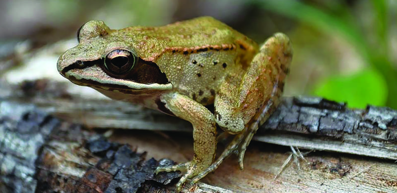 		                                		                                <span class="slider_title">
		                                    Wood frog populations are rebounding in Montgomery County, a measure of improving environmental health. Photo by Emily Stanley, Maryland Biodiversity Project.		                                </span>
		                                		                                
		                                		                            		                            		                            