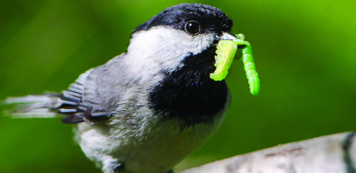 		                                		                                <span class="slider_title">
		                                    A Carolina chickadee brings a caterpillar to feed its young. Photo by Douglas Tallamy		                                </span>
		                                		                                
		                                		                            		                            		                            